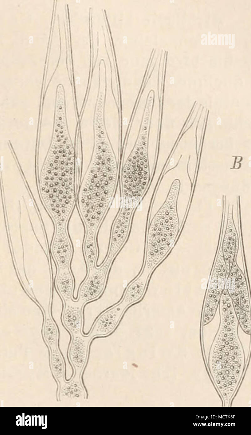 i ig 90 Monohlepharis sphaerica Cornu Oogon und Antlieridiuin in fort