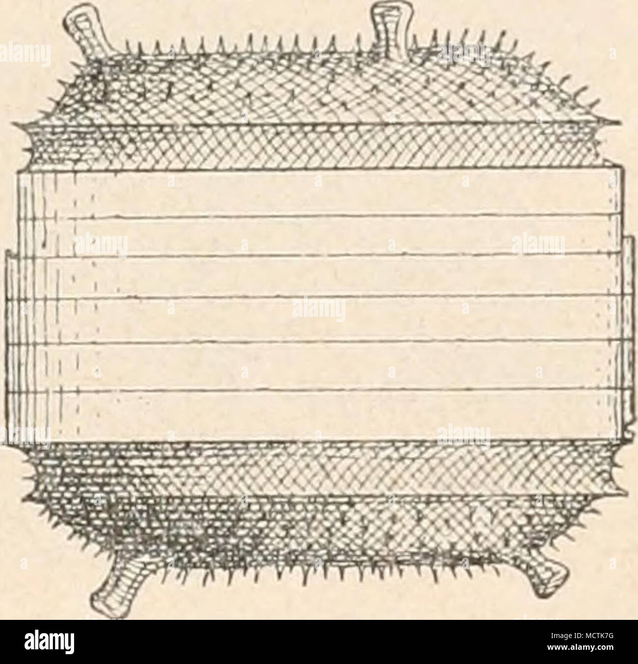 . A b Fig. 116. A, B Aulacodiscus Petersü Ehrenb. (var. notabilis Rattr