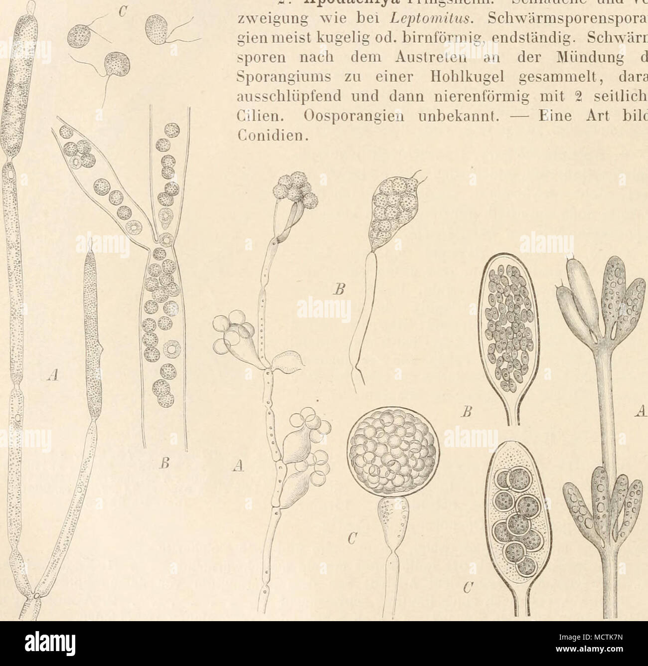 . fig. 83. Leptomitus lacteus Agardh. A junge, S reife Schwärmsporen