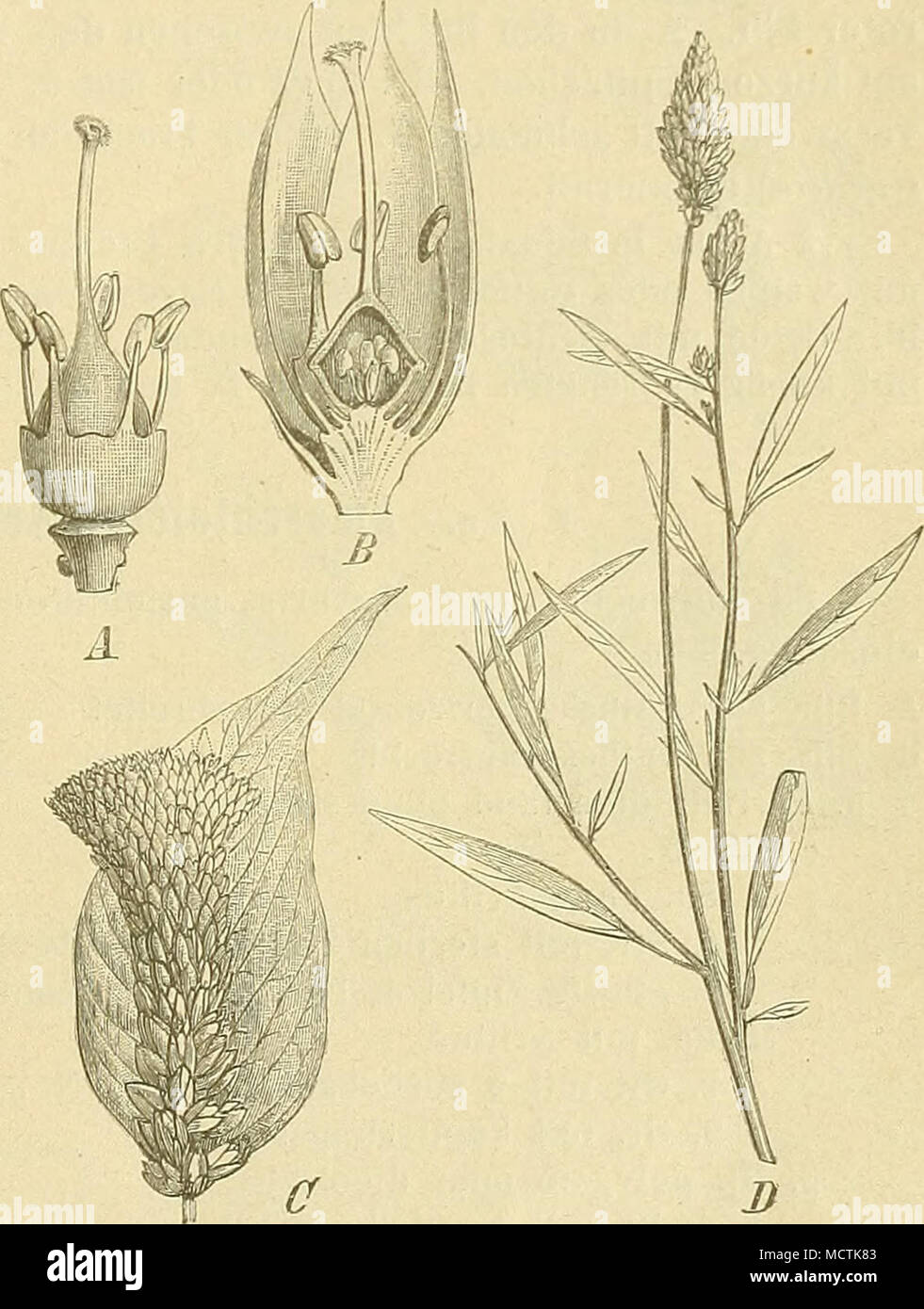 . Fig. 51. ji, B Celosia argentea L. — 0 C. argentea L. (mon ströser Blütenstand). — DO. linearis ScMnz. (A—C nach Baillon; D Original.) Stock Photo