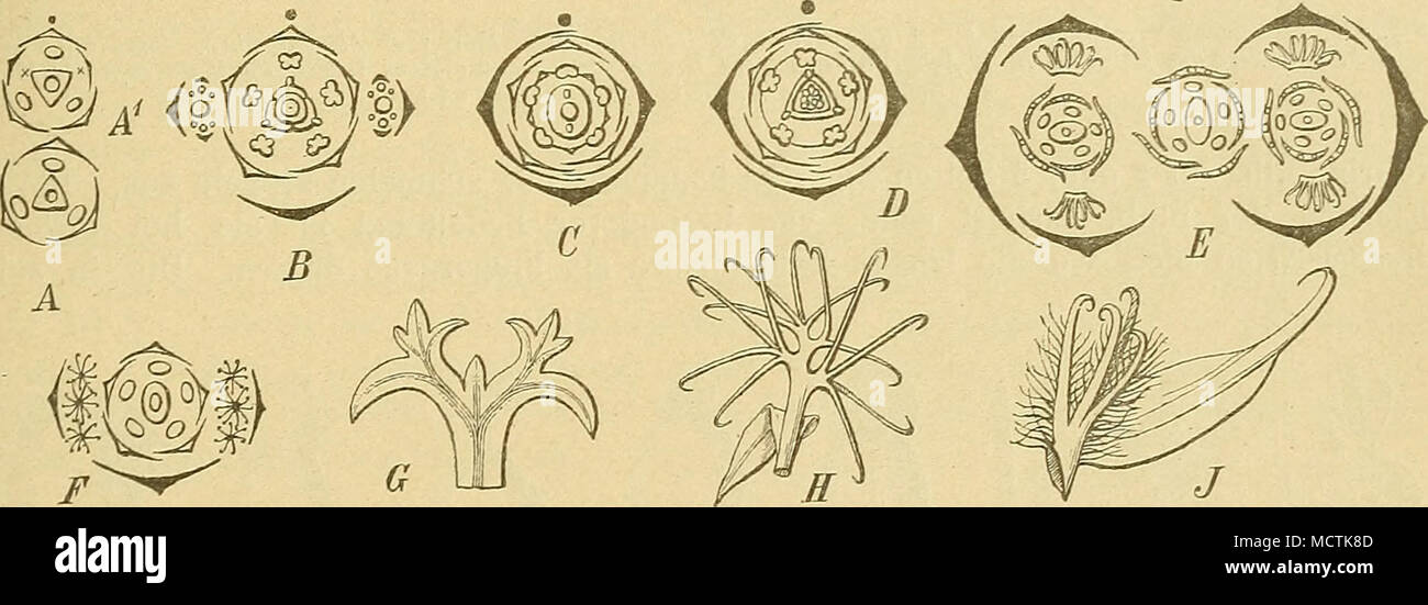 . Fig. 40. A—F Diagramme von BI. und Blutenständen. A Amarantus graecisans L.; B Acnida cannubina L.; C Gomphrena globosa L.; D Celosia argentea L.; E Pupalia lappacea (L.) Juss.; F P. atroptirpurea (Lam.) Moq.; G sterile Bl. von Digera alternifolia (L.) Aschers.; H sterile Bl. von Pupalia lappacea (L.) Juss.; J sterile Bl. von Cyathula capitata Mocj. (Nach Eichler, Braun, Wight und Original.) gestauchte Achse dann wiederum einfach oder rispig oder cymös verzweigt sein. Es entstehen in dieser Weise knäuelförmige, complicierle Partialblütenstände, die sich stets in reine Dichasien oder in Dicha Stock Photo