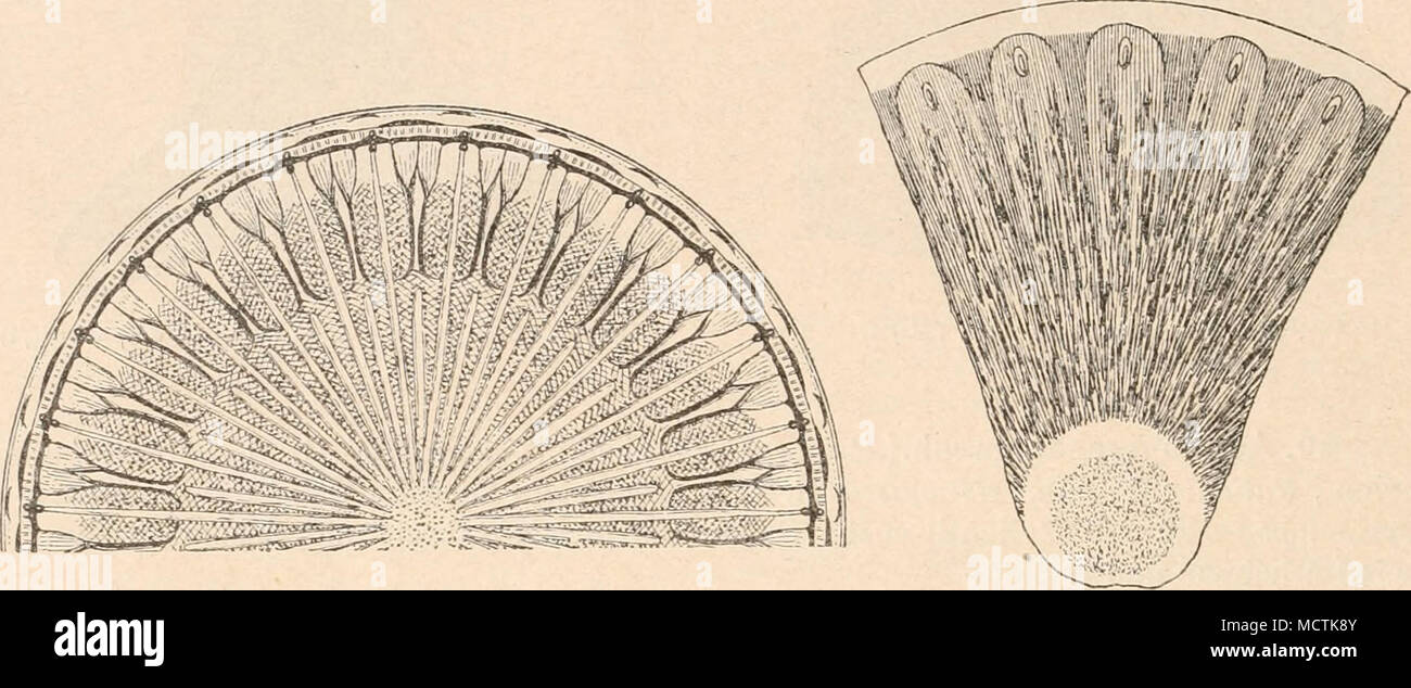 . Fig. 10S. Lepidodiscus elegans Witt (550/1). (Nach A. Schmidt.) Fig. 10'J. Wittia insiguis Pant. (700/1). (Nach Pa n tocse k.) 41. Wittia Pant. Schalen kreisförmig, umrandet, mit bogenförmigen, mit kleinem Anhängsel versehenen Randfalten. Centrum punktiert, durch glatten Ring von der Scheibenfläche getrennt. Structur der Scheibenfläche flammig, am Rande gestreift. I Art. fossil. W. insignis Pant. (Fig. 109). A. i. 2. d. Discoideae-Actinodisceae-Asterolamprinae. Zellen discusförmig. Schalen radiär gebaut, meist rein aktinomorph. Aktinomorphie in der Schalenzeichnung bisweilen geslört. Schale  Stock Photo