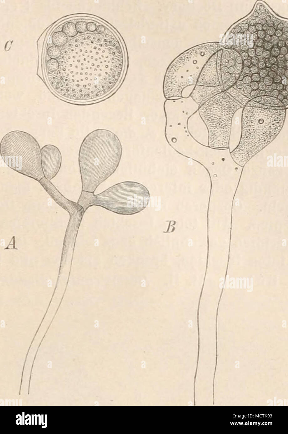 . Fig. 76. Pythiopsis cyinosa De Bary. A Faden mit Schwärmsporensporangien ; B Oogon mit Antheridien; C reife Oospora. (A lüO/1, B, £? 750/1.) (Nach De Bary.) I. Pythiopsis De Bary. Schwärmsporensporangien endstUndig, in cymöser An- ordnung oder reihenweise hintereinander, eiförmig, nach der Entleerung nie durch- wachsend. Schwärnisporen mit 2 endstän- digen Cilien, aus der Sporangienöffnung ausschwärmend und sich gleich zerstreuend, ohne Häutung, nachdem sie zur Ruhe gekom- men, sofort keimend. Oosporangien rundlich, glatt,meist Isporig. Oosporen kugelig. Fig.76.) 1 Art, P. cymosa De Bary. My Stock Photo