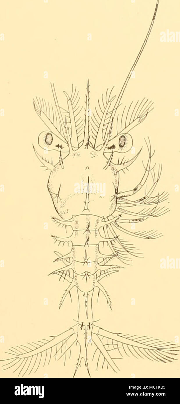 . Fig. 42. S. sargassi. Acanthosoma 2 Stock Photo - Alamy