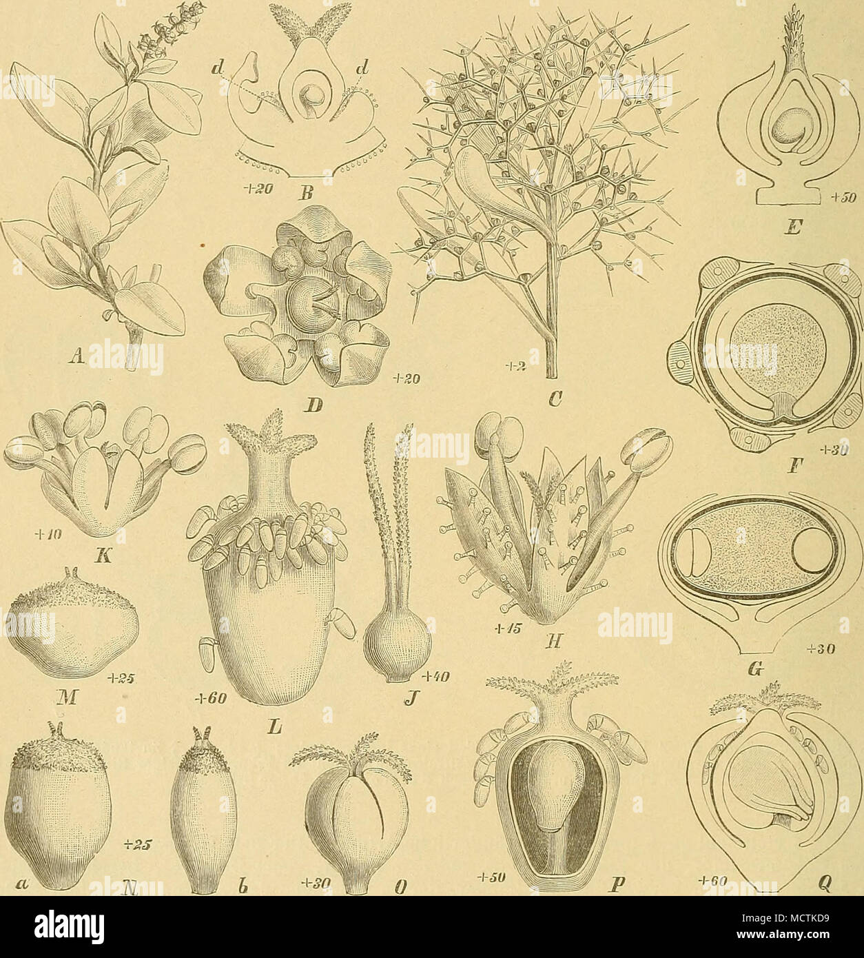Aristatum High Resolution Stock Photography And Images Alamy Aristatum High Resolution Stock Photography And Images Alamy
