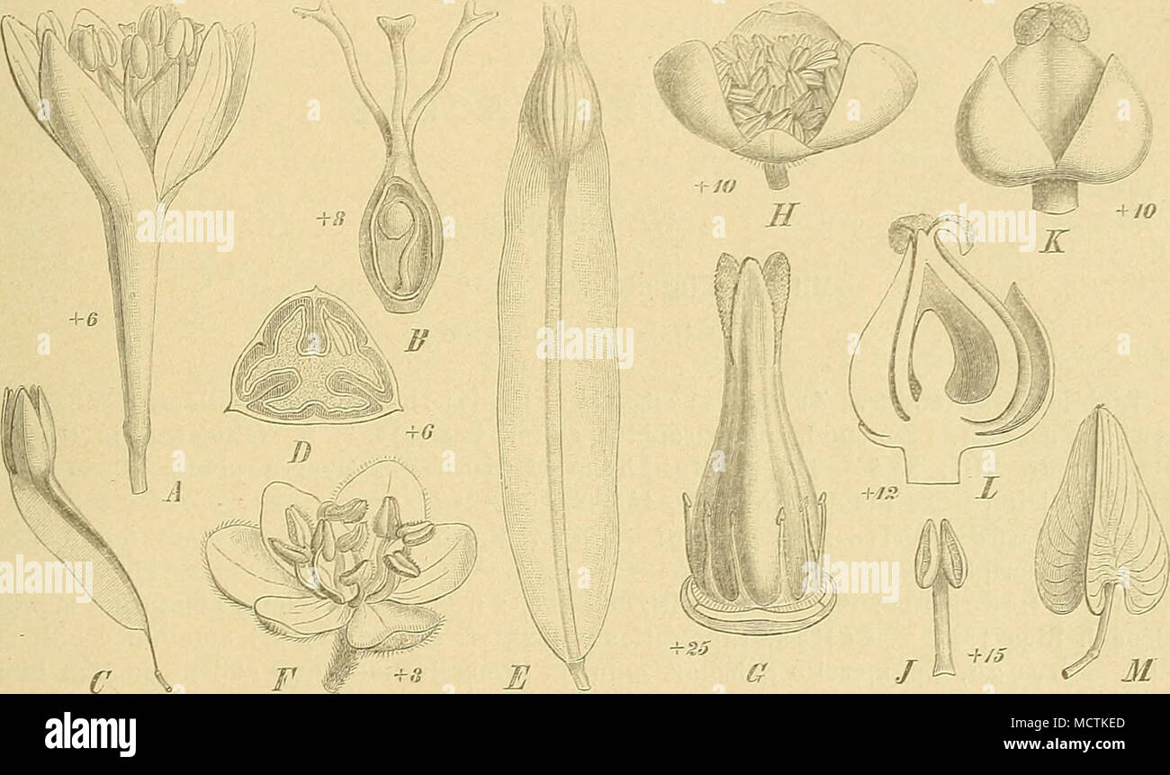 . Fig. 18. A—D Brtinnichia cirrhosa Banks. A Bl. B Frkn., aufgeschnitten; C Fr.: JD Querscknitt durcli den S. — E ß. africana Welw., Fr. — F, G Ruprechtia salicifolia C. A. Mey. F (^ i,.  G Q Bl. nack Entfernung der Blli.   H—M Symmeria paniculata Bentli. H ^ Bl.; J Stb. ; -ff Q Bl.; L dieselbe im Längsschnitt; M Fr., von der stark auswacksenden Blh. eng umschlossen. (Original.) 29. Symmeria Benth. [Thurnheyssera Marl. mss., Amalohotnja Kunth mss.) Bl. cyklisch (?), 2häusig. Äußere Blütenhülib. hinfällig, innere dickfleischig, zur Zeit der Fruchtreife stark auswachsend und die Fr. eng umsch Stock Photo