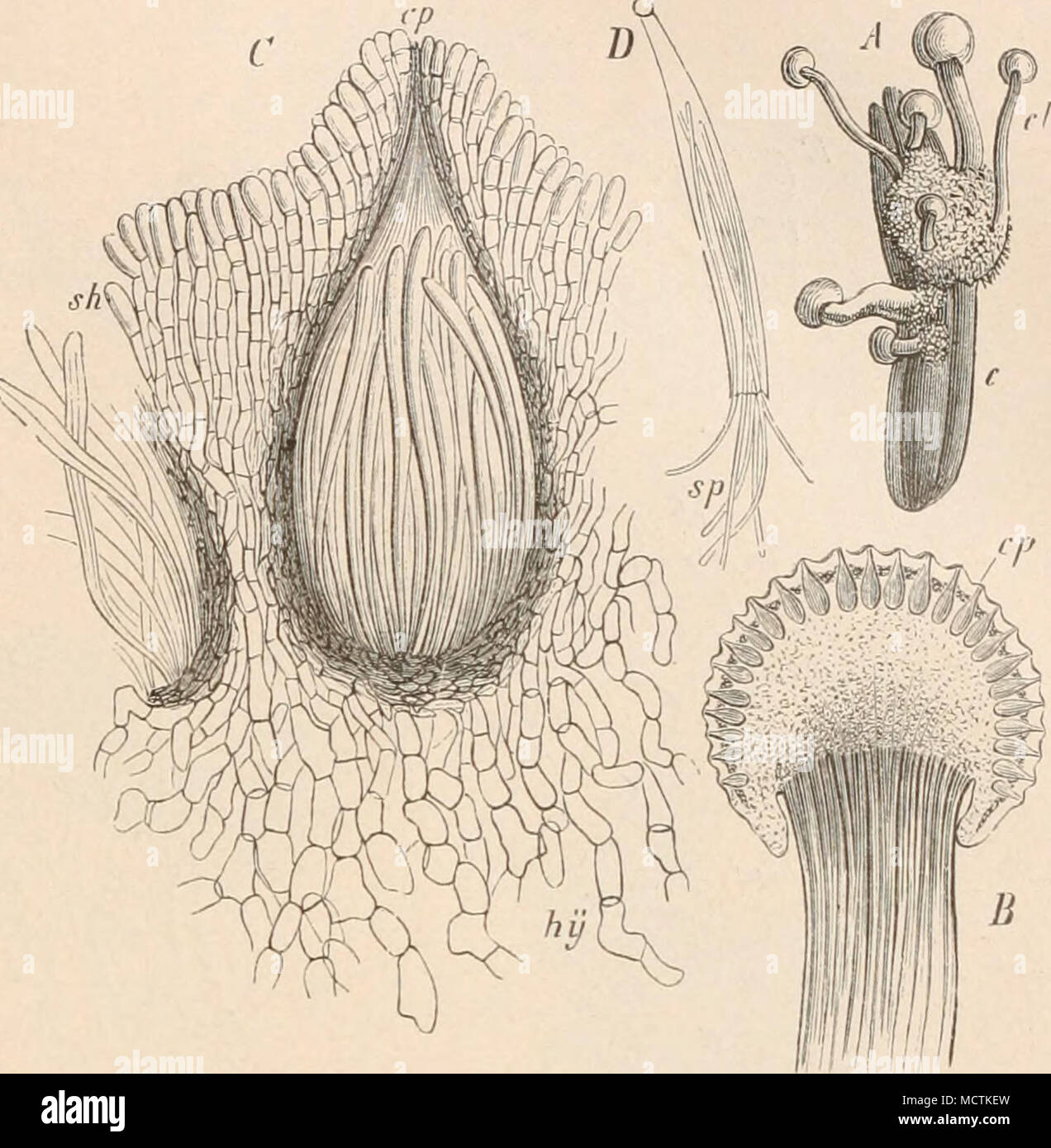 . Fig. 45. Kleistocarpe Fruchtkörper, in einem Stroma eingelsettet, vou Claviceps purpwca. (Nach. Tulasne.) Carpogon,Ascogon. Bei einer Anzahl von Ascomycetes geht die Bildung der Frucht- körper bezw. der Schläuche von einem bestimmten Initialorgane aus, welches als Carpogon (Archi- carp) bezw. Ascogon be- zeichnet wird. Beobachtet sind solche Organe bei Pilz- arten aus den verschieden- sten Abteilungen der Asco- mycetes , bei Endomycetes, Discomycetes, Gymnoasceae und Pyrenomycetes, insbesondere bei den Gattungen Eremas- cus, Pyronema, Ascoholus, lihyparobiiis, Gymiioascus, Aspergillus, Penic Stock Photo