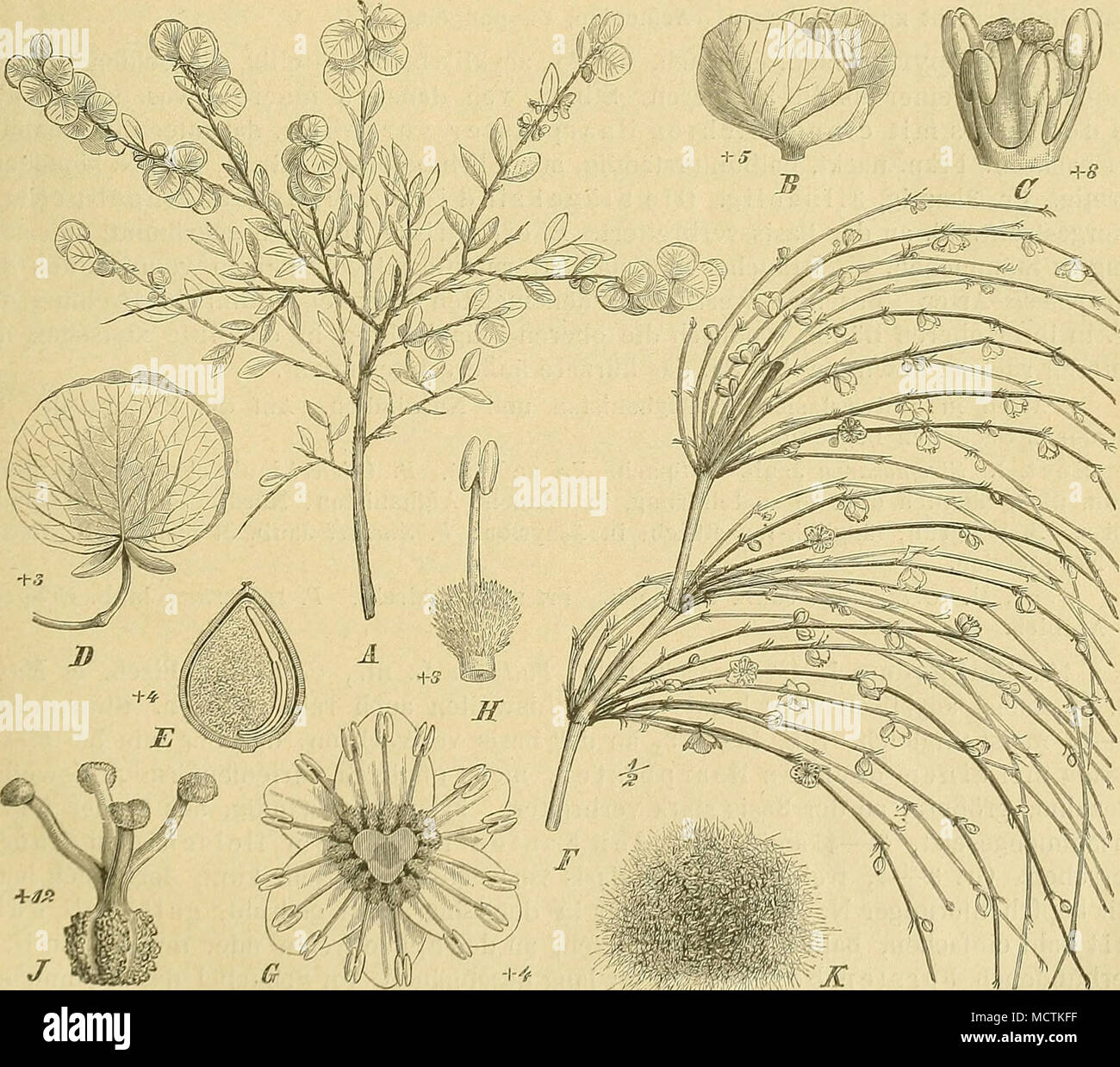 . Fig. 12. Ä—E Atraphaxis apinosa L. A Fruchtzweig; B Bl.; C Stb. und Frkn.; ß Fr., von der auswachsenden' Blh. bedeckt; A' Längsschnitt durch die Fr. — F—J Calligonum Caput Medusae Schrank. /''Blütenzweig; Q 3- zählige Bl. von oben, nach Entfernung des Frkn.; //ein/^elnes Stb. mit dem dichten Haarwulst an der Basis; / 4teiliger Frkn.; /iT Fr. (Original.) Stock Photo