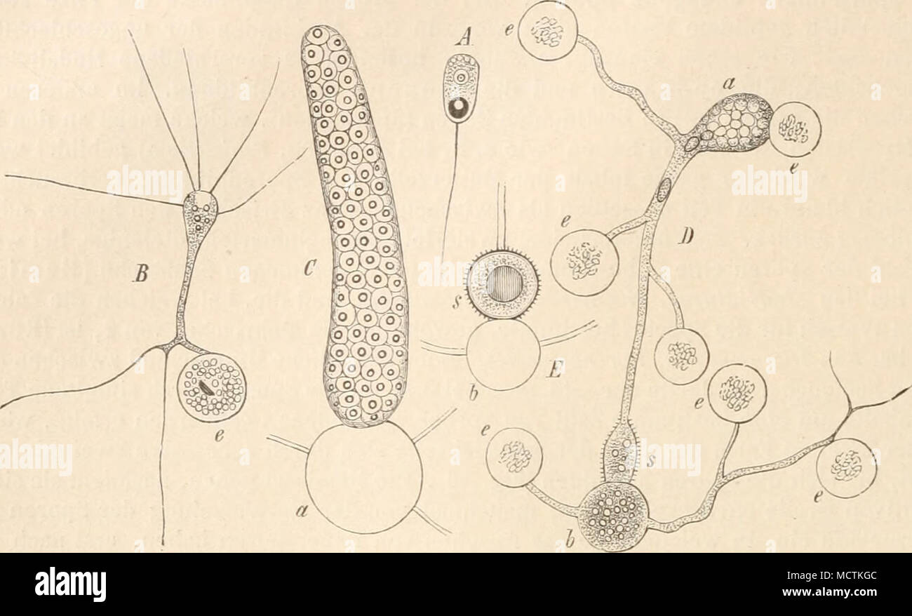 . Fig. 37. Schwärmsporangien {C) und Dauersporangien {E} von
