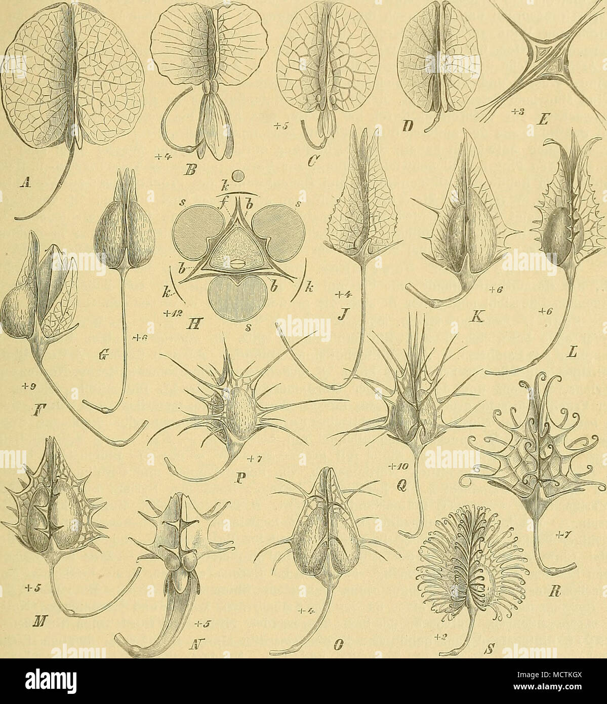 . Fig. 8. Verbreitungsraittel der Bitmex-Fr. A Rumex venosiis Pursli. — B ß. thyrsoides Desf. — C B. Acetosa L. — D ß. vesicarius L. Ji derselbe, 2 verwaclisene Fr. im Querschnitt, die verschiedene Lage des E. zeigend. — FR. sanguineus L. — 0 R. hrasiliensis Link. B derselbe im Querschnitt; k äußere, ö innere Blüteuhiillteile, 3 Schwielen, /Fr. — J R. oMusifolius L. — IC R. caUosissimus Meißn. — LR. pratensis M. et K. — M R. Klotescliia- nus Meißn, — NB. bucephalophorus L. — 0 B. dentatus Campd. — P R. garipensis Meißn. — Q B. iicranicus Fisch. — B R. llroionii Campd. — SB. nepalensis Spreng.  Stock Photo