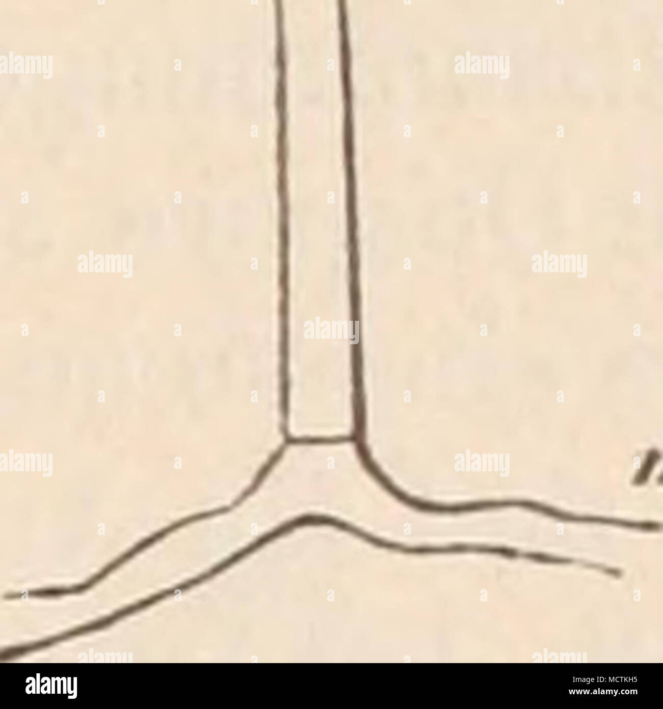 . Gattungen I'olyporiis, Lentinus, Agaricus an. So erwächst der auf