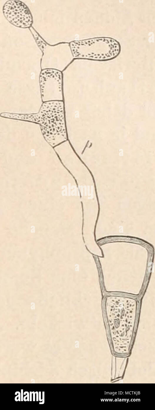 . Fig. 28. Promycelbildung von Tilletia C'aries (4C0|1). Fig. 29. Promjcelbilduug von Puccinia rubigo vera (390/1). (Nach Tulasne.) (Nach De Bary.) Mycelium. Bei genügender Ernährung wächst der Keimschlauch bei allen Pilzen mit Ausnahme der Chytridineae, wo er unmittelbar den Anfang eines Fruchtkörpers bildet, durch andauerndes Spitzen wachs tum in einen fadenförmigen Schlauch, Hyphe, aus. Gewöhnlich senden diese Hyphen mehr oder weniger reichliche Seiten- zweige ab, welche ganz wie die Haupthyphe durch Spitzenwachstum sich verlängern und w ieder weiter verzweigen können. Bei einer Reihe niede Stock Photo