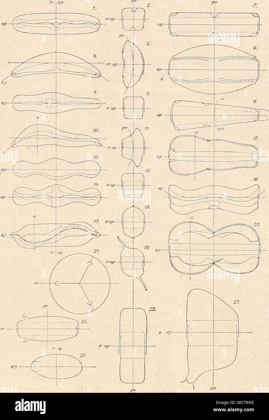 Fig 56 Achsen Und Hauptschnitte Verschie Dener Typen Erste fig-56-achsen-und-hauptschnitte-verschie-dener-typen-erste