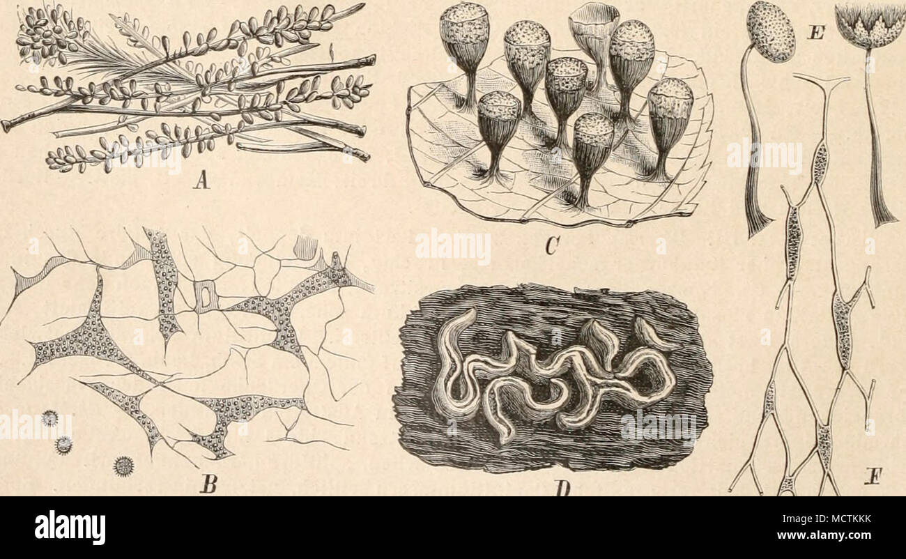 . Fig. 18. A, B Leocarims fragilis. A Sporangien, nat. Gr. B Capilliwum (200/1). — C Craterium lencocephahim. Sporangien (etwa 6/1). — D Physarum simiostim. Sporangien (6/1). — E, F Tilmadoche mutabilis. E Sporangien (20/1). i^ Capillitium (200/1). (A, C, D nach der Natur. B, E, F nach E os t afi nski.) Stock Photo