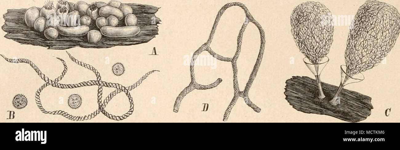 . Fig. 13. Ä, B Trichia varia Teis. A Sporangien (5/1). B Capillitium und Sporen (400/1). — C D Utiiiiarcyria cla- vata Pers. C Sporangien (20/1). ß Capillitium (400/1). (Nach der Natur.) — T. chrysosperma (Bull.). Sporangien sitzend, sehr dicht stehend, auf einem weitverbrei- teten starken Hypothallus. Alle Teile goldgelb. Capillitiumröhren lang cylindrisch, 7—8 [j. breit, mit kurzen, glatten Spitzen und 4—5 dicht gewundenen spiraligen Bändern, deren Windungen durch zarte Längsstreifen verbunden sind. Sporen -12—15 jj. breit, mit leisten- förmigen, zu regelmäßigen polygonalen Maschen verbund Stock Photo