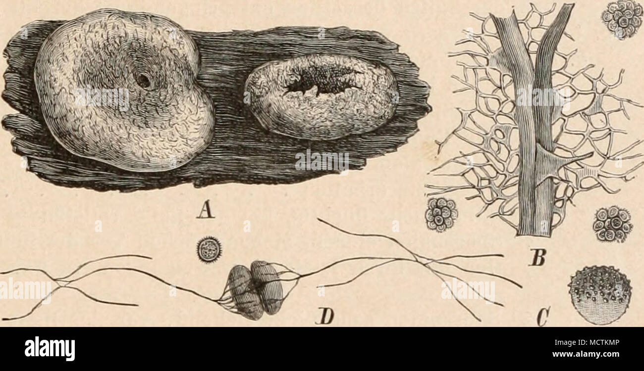 Fig. 14. A, B, C Reticularia Lycoperdon Bull. A Aethalium, nat. Gr. B Ca-  pillitium und Sporen (etwa iOd/l). C einzelne Spore (SOO/1). D Brefeldia  maxima Fries, Teil des Capillitiums (etwa