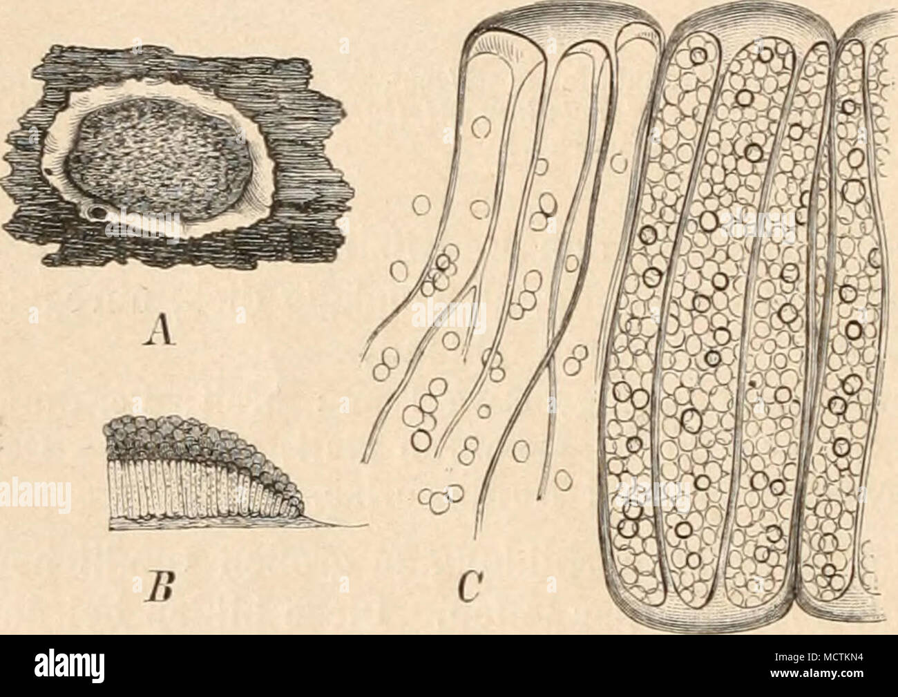 . Fig. 9. Clatroptyehium ritgwloswn (Wallr.). A Aethalium, nat. Gr. B Durchschnitt (5/1). C reife Sporangien (etwa 5ii/l |. (Xacli der Natur.) IV. Cribrariaceae. Einzelsporangien, meist gestielt. Peridien stellenweise verdickt. Bei der Reife schwinden die nicht verdickten Stellen, die Verdickungen bilden ein geschlossenes Ge- flecht, aus flachen Bändern oder Platten bestehend. — Die Plasmodien leben zwischen den Zellen von moderndem Holze, sie treten zur Fruchtbildung in Form kleiner Schleim- klümpchen hervor, welche anfangs oft blutrote Färbung zeigen, die später in Schwarz übergeht. Jedes Sc Stock Photo