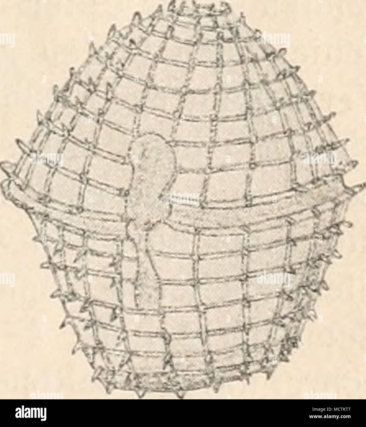 . Zusammensetzung angezeigt Fig. 27. Protoeeratium riti- culatum (Clap. Lach) (300/1). (Original.) Stock Photo