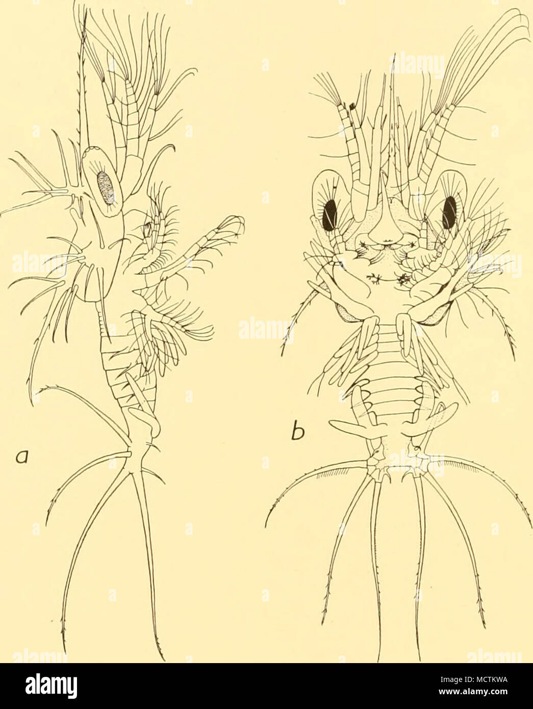 . Fig. 31. S. corniculiim B. a, Elaphocaris 3, lateral; b, ventral. The Elaphocaris which is regarded as belonging to Acanthosoma form B (Fig. 31) differs in stage 3 from the form described above only in having fewer spines on the lateral and posterior parts of the carapace. The former group is of nine spines while there are only five on each side of the posterior median spine (Fig. 31 a). Colour. A large bright red patch just behind centre of thorax; otherwise colourless. Acanthosoma i (Fig. 32 a). Length 3-28 mm. Rostrum i-i mm. Rostrum longer than antennule, with basal spine rather large. S Stock Photo