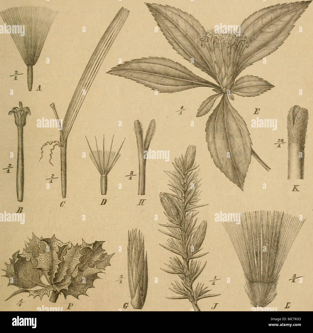 Fig 152 A C Fr G Tind Q El Von Onoseiis Speciosa Il B K A