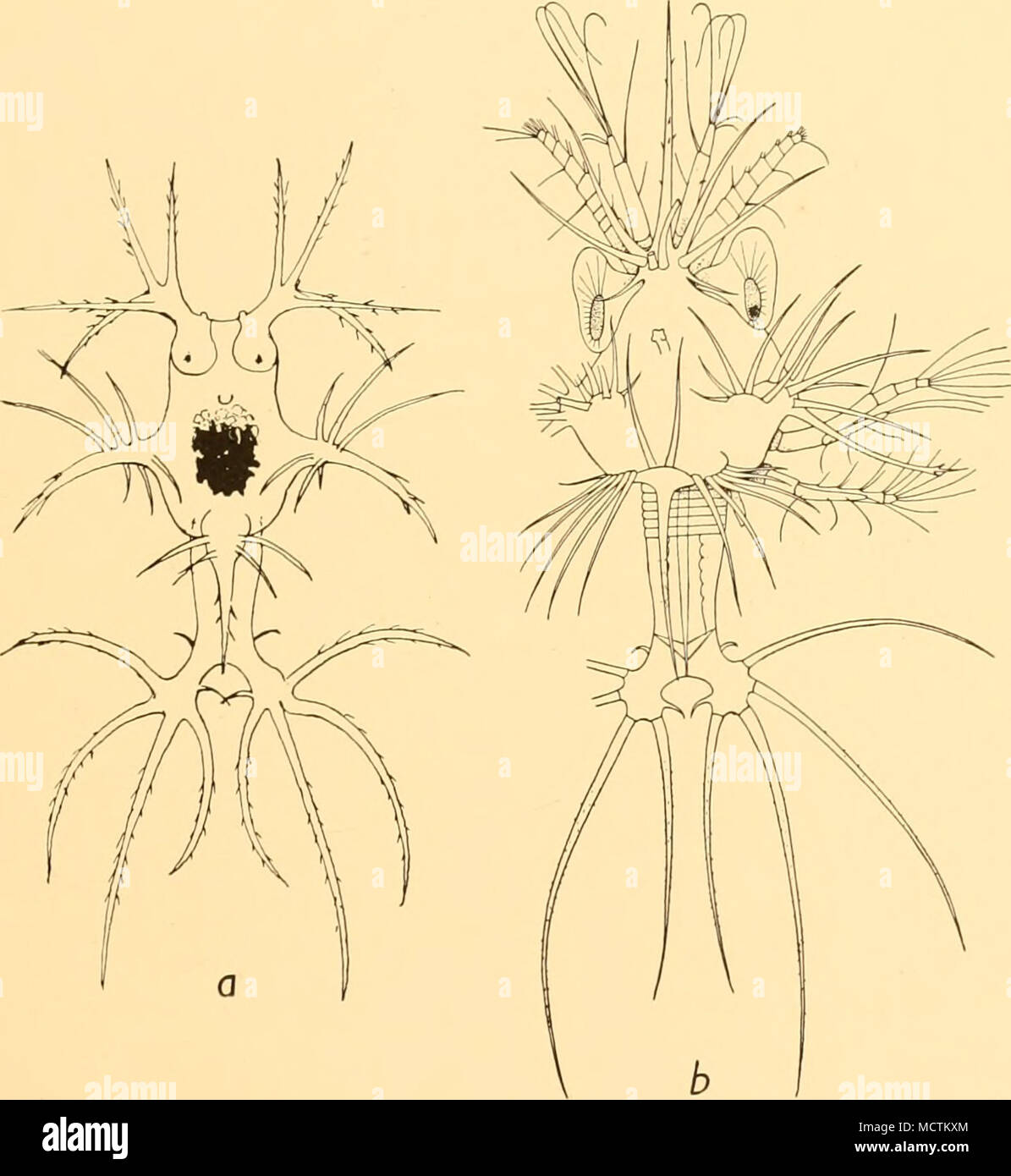 . Fig. 30. S. corniadum A. a, Elaphocaris i; b, Elaphocaris 2. Elaphocaris 2 (Fig. 30 h). Length 1-3 mm. Rostrum 0-85 mm. Rostrum simple, with four pairs of long spines at base. Carapace with a pair of long lateral spines and a group of about ten long spines springing from an elevation of the carapace at the base of the lateral spines. Posterior margin of carapace with a dorsal spine as long as the abdomen and a transverse row of 14 long spines. Dorsal organ very large. Telson arms very short, as wide as long, spine 5 considerably shorter than spine 4. Eye very large, asymmetrical, width of ey Stock Photo