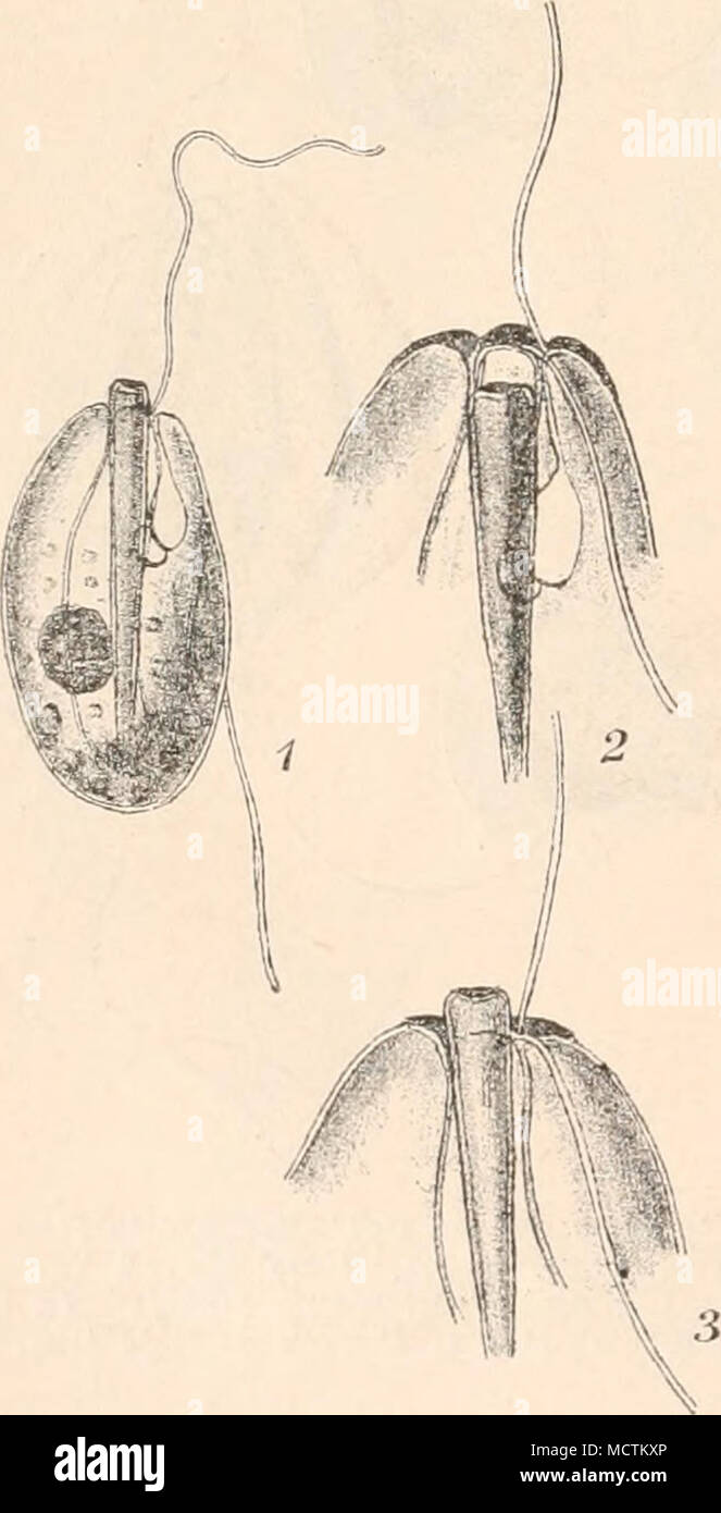 . Fig. 135. Entosiphon sulcatum (Duj.) Stein. 1 f 1000/1), 2 mit eingezogener. 3 mit vor- gestreckter Röhre (2000/1). (Originale.) Fig. 130. Dinema griseo- lum Perty (lüOüJl). (Nach Klebs (1892).) Stock Photo