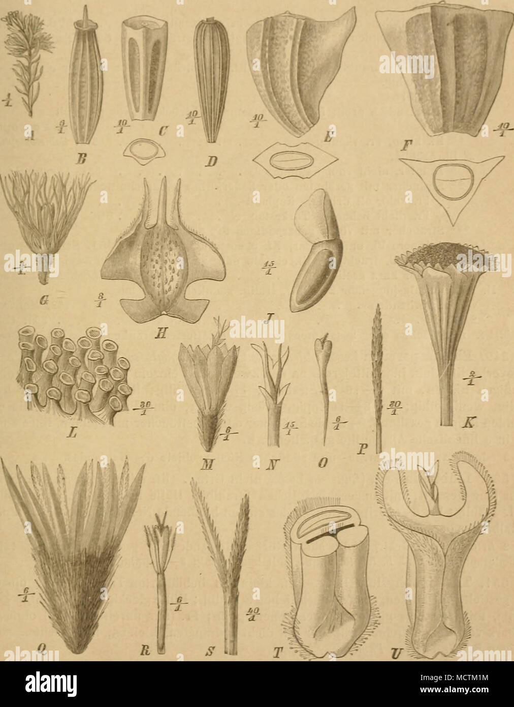 . Fi(f. 129. Ä Zwoig von Thaminophyllum Mundtii Harv. — D Fr. von LidhecTiia pectinata Berg. — C Fr. von Ma- tricaria inodora L. — D Fr. von Chrifsanthemum Ltucanthemnm L. — F., F Fr. der Scheibenbl. und Bandbl. von Chr. coroiian'uin L. nebst Qnerschnitt. — 0 Fr. von Waldheimia tridadylites Kar. et Eür. — H Fr. der Q Bl. von Solica sessilis B. P. — J Fr. von ilatricaria dichotoma (DC.) Fnzl. — A" Kf. von Cotula turbinata L. — L Teil des Blbd. von C. coronopi/olia L. — M—P Isoitopsis graminifoUa Tarcz. 21 Q Bl.; iV Spitze der Blkr. derselben mit der GrifTelspitze; 0 unfruchtbare g Bl.; P G Stock Photo