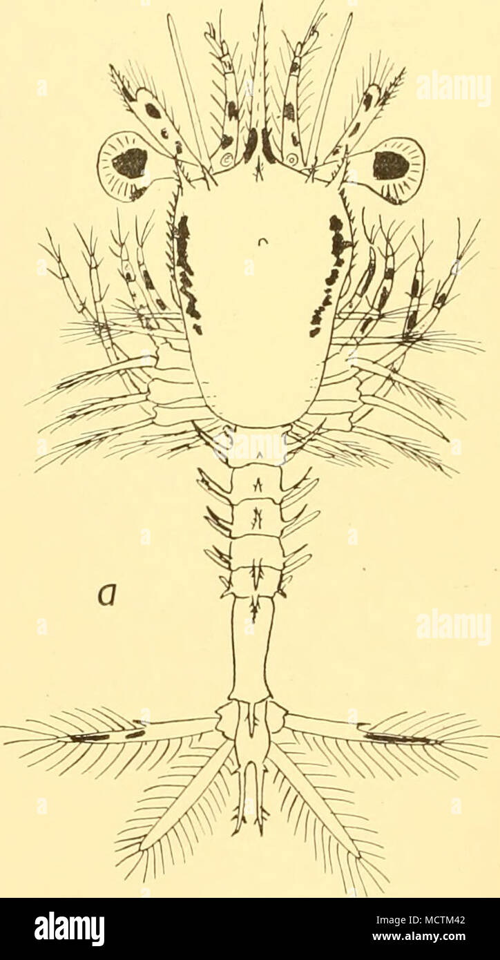 . Fig. 18. S. crassus. a, Acanthosoma 2; b, Mastigopus i. Mastigopus I (Figs. 18 6, 19 a-g). Length 4-15 mm. Rostrum 075 mm. Rostrum reaching end of peduncle of antennule; basal spine small. Carapace short, its length about i times the breadth. Supraorbital spine very small; marginal spine of Acanthosoma retained. Hepatic spine absent. Dorsal organ minute. Dorsal spines of abdominal somites 1-3 very small, those of 4-6 larger. Pleura rather expanded, with very small points. Telson twice as long as wide, with strong lateral spines; arms of Stock Photo