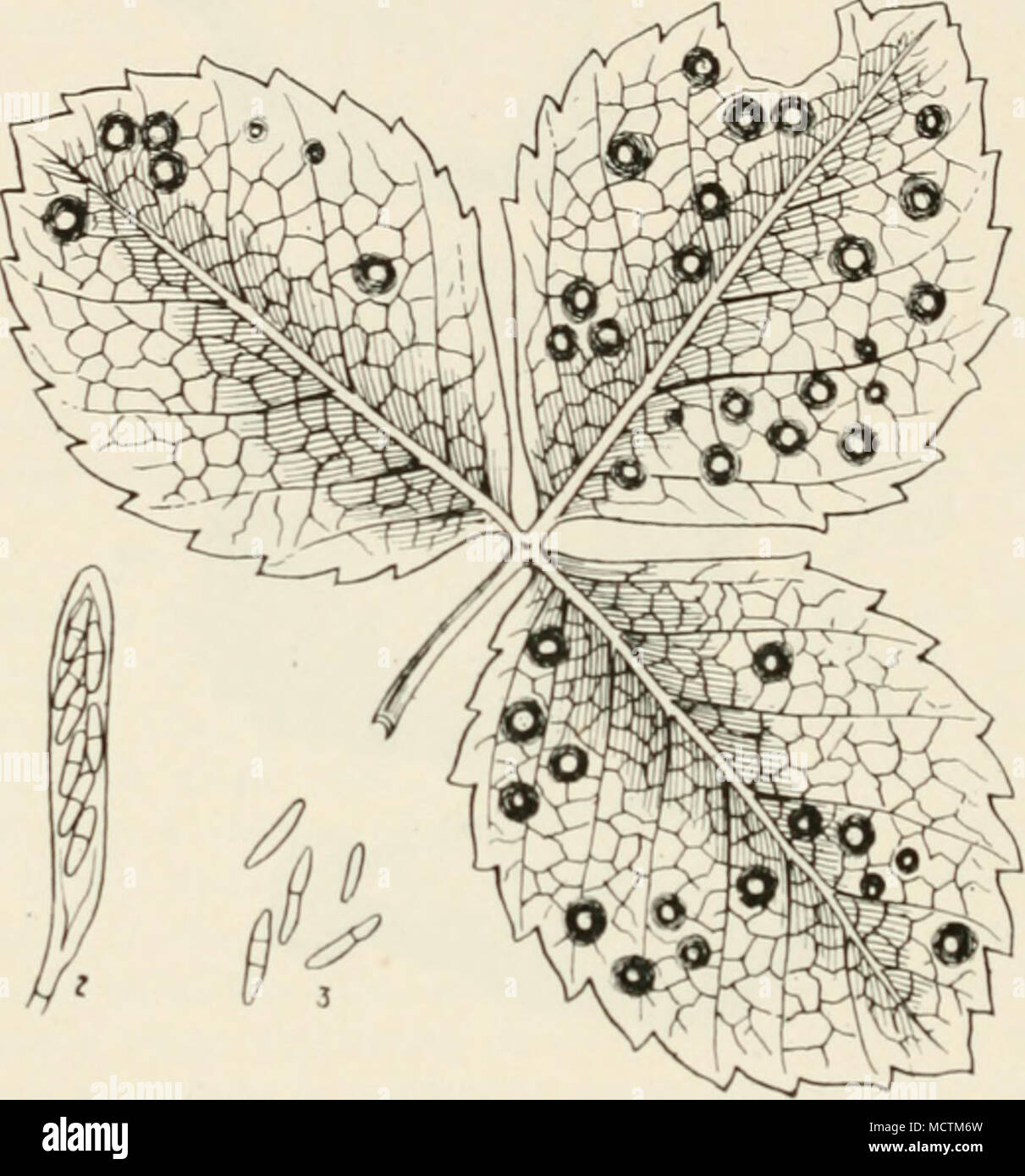 . Fig. 52.—Sphaerella fra^^ariae. i, a diseased straw- berry leaf; 2, ascus containing eight spores of the Sphaerella or ascigerous stage; 3, conidia of the Ratnularia or conidial stage. 1-igs. 2 and 3 liighly mag. irregular patches. By degrees the centre of the patch assumes an ashy-grey or almost white colour, and is bounded by a reddish border, which is often ([uitc bright in colour later in the season. The central portion then becoaies studded with very minute white tufts of the conidial form of fruit. Later in the season these minute white tufts are replaced by minute black points—the asc Stock Photo