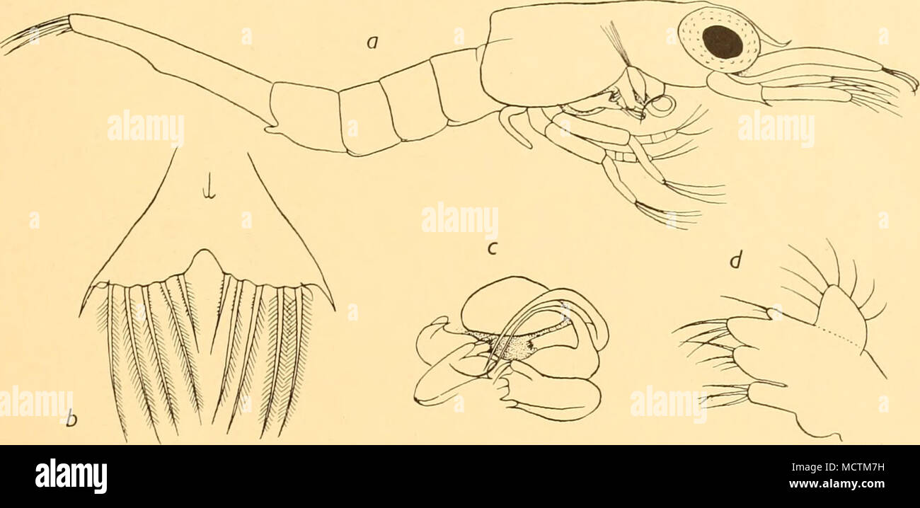 Plumose antennae hires stock photography and images Alamy