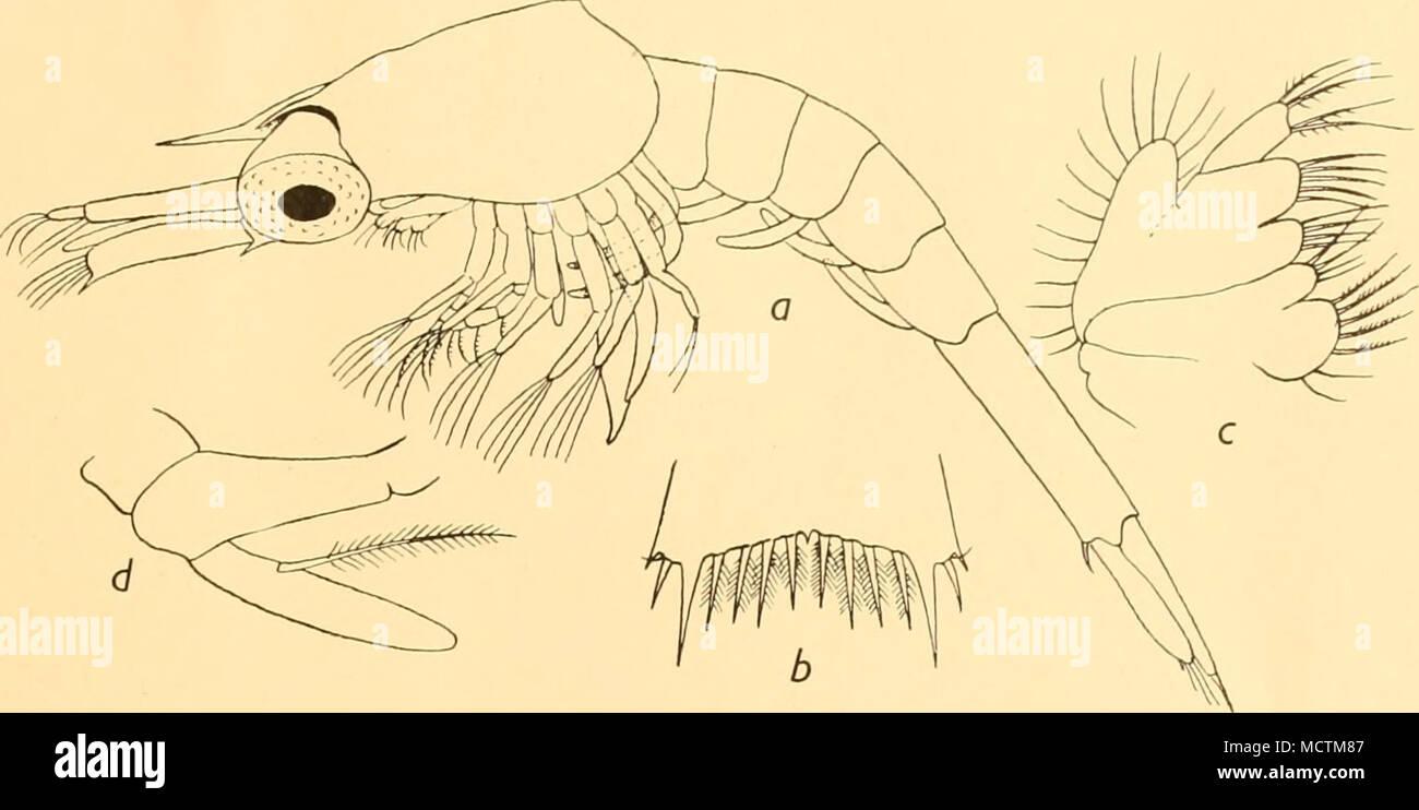 . a. Side view. Fig. 32. Upogebia B.R. I, stage III b. Part of telson. c. Maxilla. d. Maxillipede 3. Stock Photo