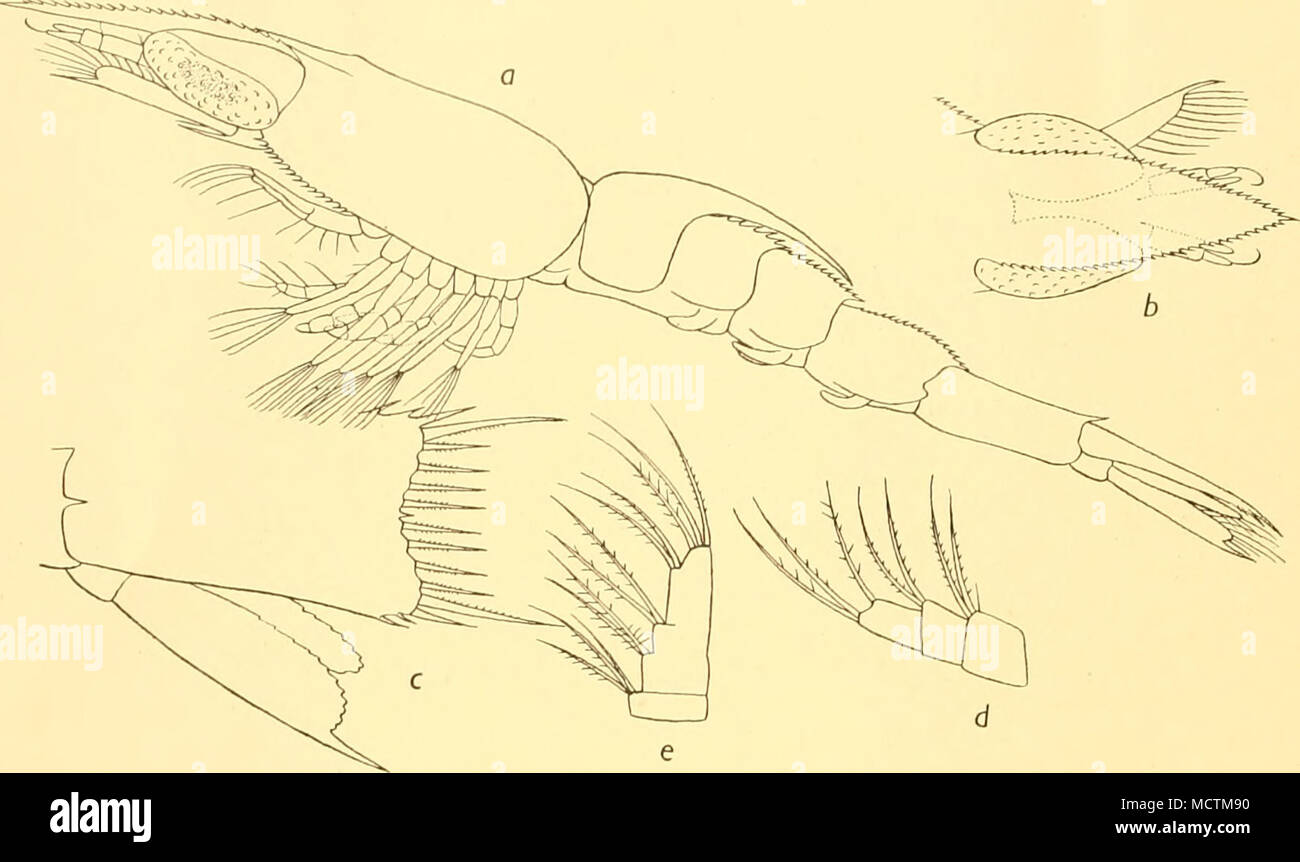 . Fig. 26. Thalassinid D. XV. St. 708. a. Side view. h. Rostrum. d. Palp of maxillule. e. Palp of maxilla. Eye oval, pointed, black. Antenna with small inner spine on basis; scale with long outer basal seta. Palp of maxillule and maxilla of three segments. Maxillipede with outer seta on seg- ment I. Chelae of legs i and 2 not very large. Leg 5 without exopod. Epipods absent. Three pairs of pleopods. Callianassa? B.R. VII (Fig. 27) Barrier Reef St. 65. Body 4-84 mm. Rostrum broad, not much longer than an- tennule. Carapace with close-set spines in front. Abdomen: somite 2 with very large dorsal Stock Photo