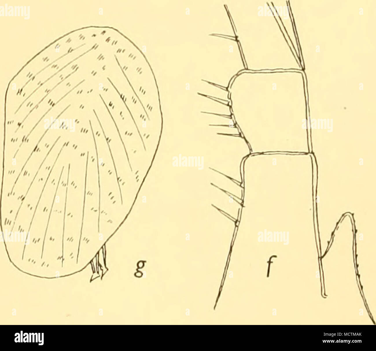 Fig. 3. Scalpelliim scoresbyi n.sp. (St. WS 248). a. Palpus, b, c.  Mandible, d. Maxilla I. e. Maxilla II. . Cirrus VI and caudal appendage,  g. Complemental male (total length 0-82