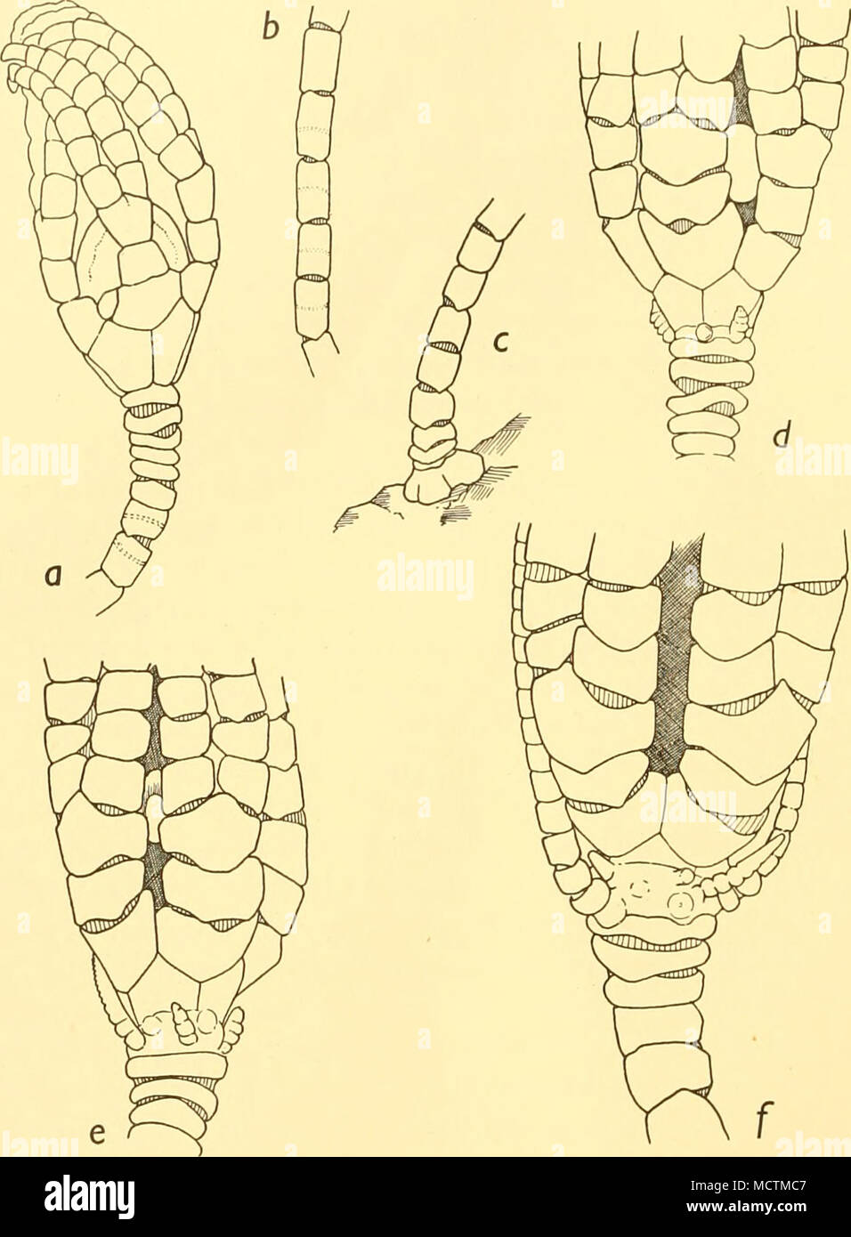 . Fig. 22. Pentacrinoid larvae of Isometra hordea. a, crown and proximal columnals of No. 9. b, tenth to fourteenth columnals of No. 9. c, last columnals and terminal plate of No. 9. d, proximal portions of crown and column of No. 12. e, same of No. 14. /, same of No. 15. All x 18. nals are as short as the first and second; they are irregularly discoidal. The sixth to eighth are longer, the ninth slightly longer than broad. The remainder of the stem is similar to that of No. 11; none of the columnals has a median girdle. The radials are longer than the basals. They are all in broad and complet Stock Photo