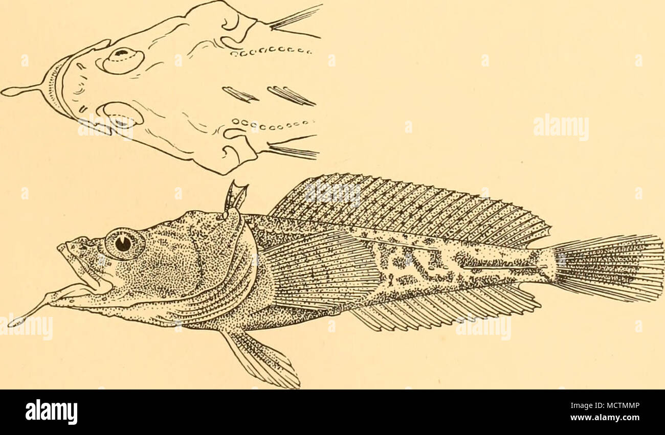 . Fig. 31. Pogonophryne marmoratus. Holotype. xj. Hab. Near the South Shetland Islands. Regan [1914, Rep. Brit. Antarct. (' Terra Nova') Exped. 1910, Zool. i (i), p. 9] has suggested that the coloured drawing of a fish from the Bransfield Straits, 849 metres, reproduced by Lonnberg as Artedidraco skottsbergi, &quot;seems rather to represent a 7-2 Stock Photo