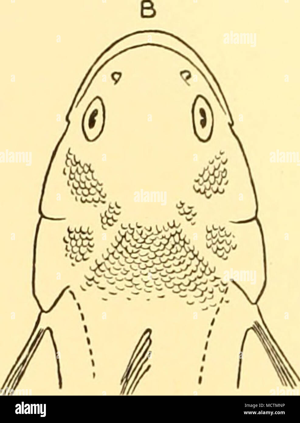 Fig 14 Dorsal View Of Head Of A Notothenia Coriiceps B N Rossii X Depth Of Body 3i To 4i In The Length Length Of Head 3 To 3i Snout