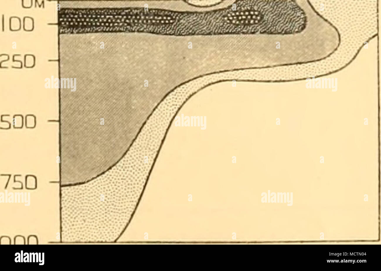 . 1111 m Fig. 7. Vertical distribution of Calanus acutus in 80° W Stock ...
