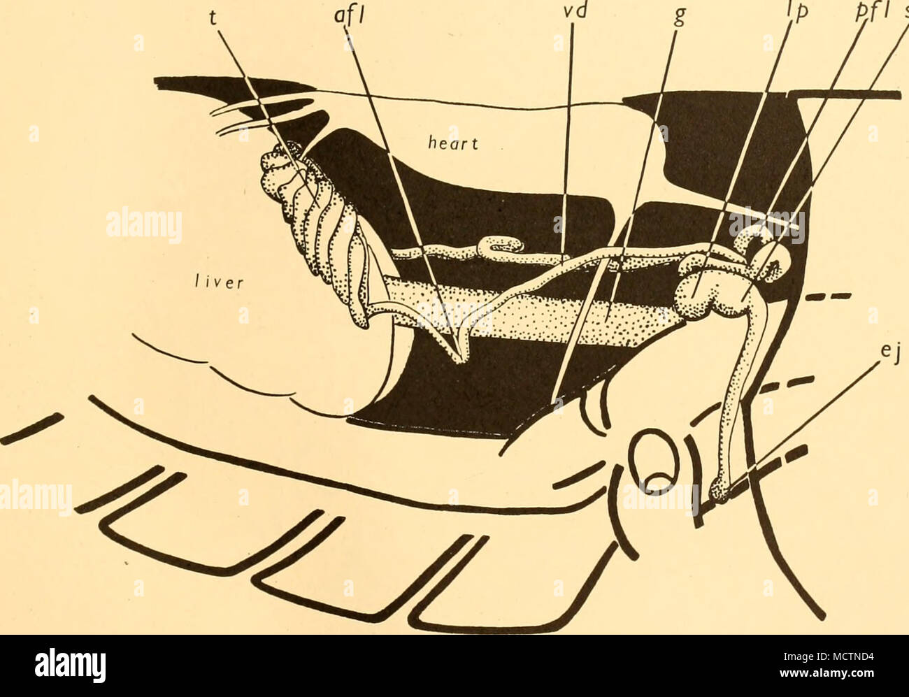 . Fig. 5. Dissection to show the development of the male reproductive system, x 15. afl, anterior flexure; ej, ejaculatory duct; g, gut; Ip, lateral pocket; pfl, posterior flexure; /, testis; sps, spermatophore sac; vd, vas deferens. This anterior flexure is bent first outwards and then inwards again. The vasa deferentia are also more swollen behind the external genital apertures. The follicles of the testis increase in size until they are closely crowded together, hiding the horseshoe-shaped band. Both the anterior and posterior flexures grow larger, the vasa deferentia begin to show coiling, Stock Photo
