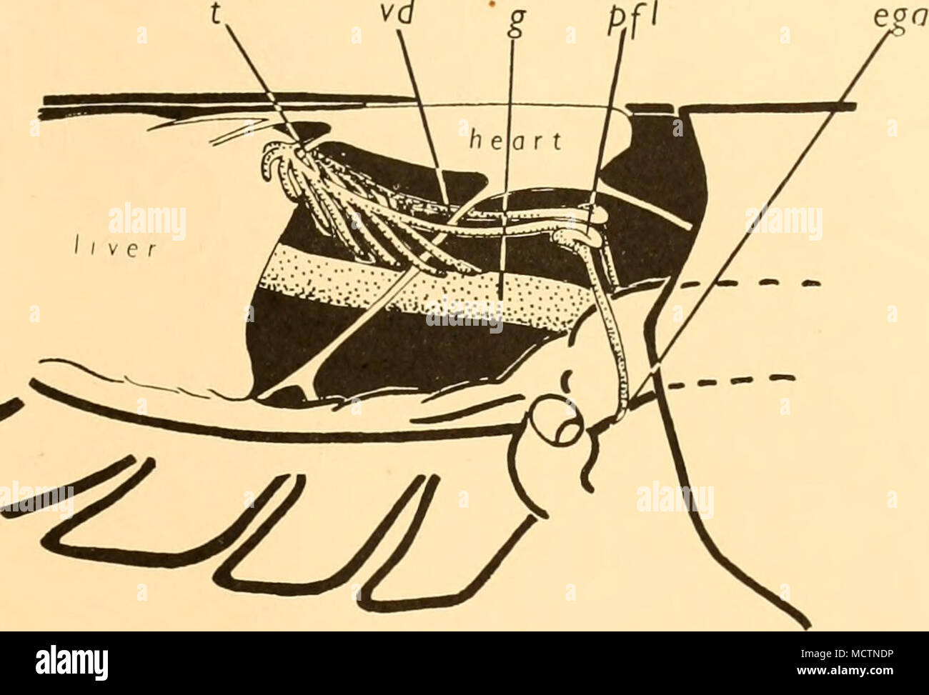 . Fig. 2. Dissection to show the development of the male reproductive system. â ' 15. ega, external genital aperture; g, gut; pfi, posterior flexure; t, testis; vd, vas deferens. as its posterior margin. At this point, each duct bends outwards at right angles, runs between the musculature of the body wall and the carapace, and passes laterally and ventrally behind the luminous organ, to open on the sternum of the eighth thoracic segment near the middle line. The vasa deferentia are slightly dilated immediately behind the external genital apertures ega (Fig. 2). As can be seen from the diagrams Stock Photo