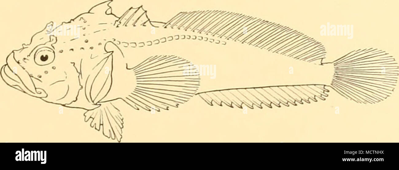 . Fig. 46. Harpagifer bispinis. x 1. This is mainly a shore fish, occurring in tide pools and under rocks, and also to be found in the &quot;kelp&quot; in shallow water. Hussakof records an individual, 61 mm. long, which was collected at Tierra del Fuego on 30 March, and was distended with eggs, each of which measured about 1-5 mm. in diameter. CHAENICHTHYIDAE Champsocephalus esox (Giinther). &quot;Tsataki.&quot; Chaenichthys esox, Giinther, 1861, Ann. Mag. Nat. Hist. (3) vu, p. 89; Cunningham, 1871, Trans. Linn. Soc. London, xxvn, p. 469; Giinther, 1881, Proc. Zool. Soc, p. 20; Vaillant, 1888 Stock Photo