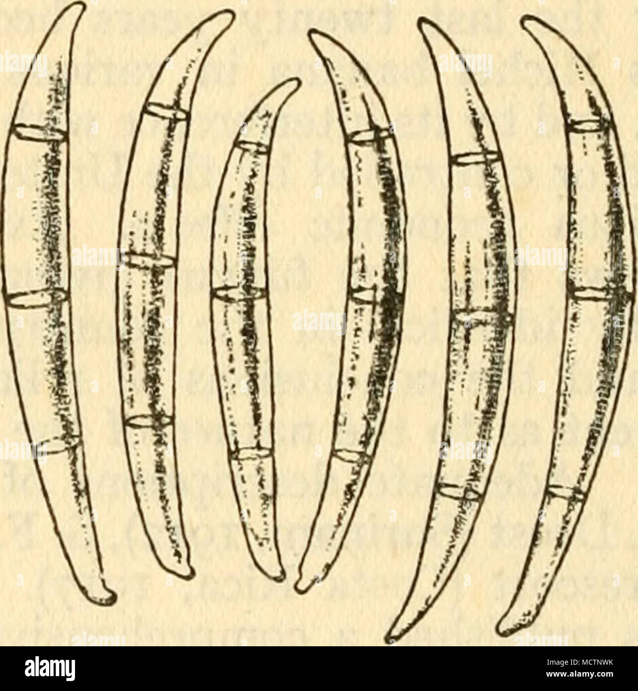. Fig. 89 Macroconidia of Fusarium vasinfectum. Exactly like those of F. cuBENSE IN Size and Shape From a drawing by C. W. Carpenter in Journal of Agricultural Research be identical with Panama disease seriously affects the Gros Michel in St. Lucia. In Central America the disease is present in Panama, Costa Rica, Nicaragua, Guatemala, Honduras, and British Honduras. In South America it occurs in Surinam and British Guiana; there is no evidence of its existence in the large banana-growing districts of Colombia, which are irrigated. In India a disease which appears to correspond in all respects  Stock Photo
