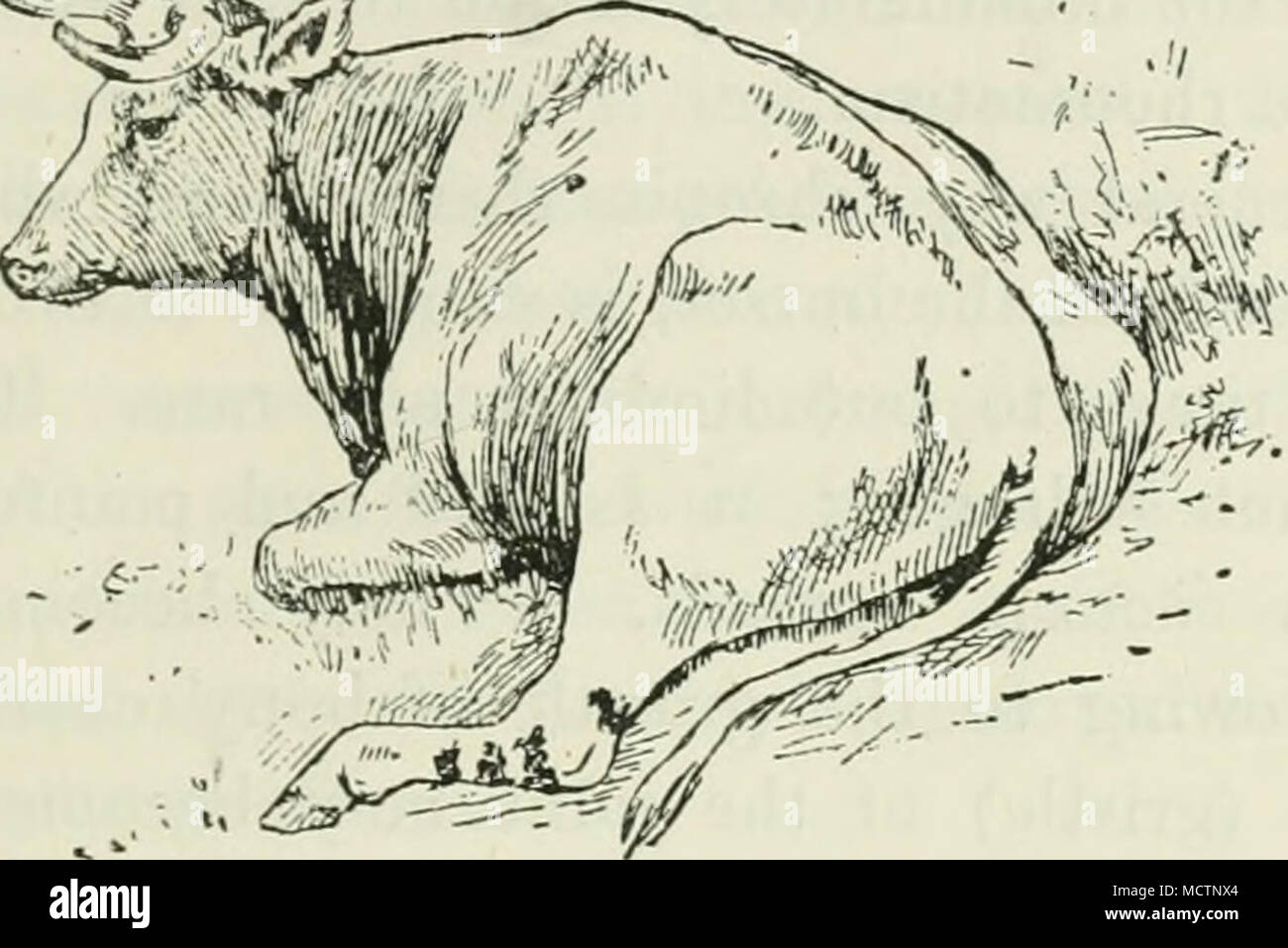 . Fig. 42. The above picture (after Armatage) well shows the appearance presented by an ©x suffering from the malady known as rheumatism. The left hind-leg is seen to be kept so situated that it may as far as possible remain perfectly at rest, this near hind-leg being specially the seat of pain. The countenance of the animal is downcast and expressive of resigned suffering, and the illustration is altogether designed to depict that special kind of helplessness to move without causing great pain, which is one of the most marked characteristics of acute rheumatism. brane of the heart {endocardiu Stock Photo