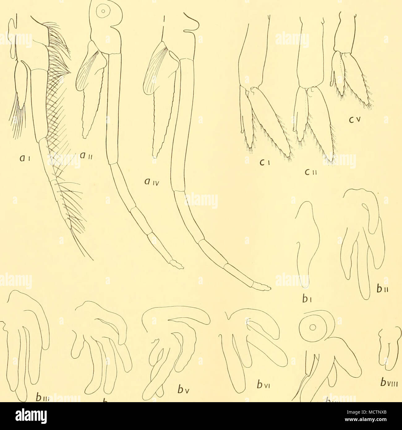 . a i, aVi, a iv, thoracic limbs I, II and IV ( x 32); b i-b viii, gills ( x 83), Th. VII shown with gill. biv ^^ vy Dvii Fig. 24. Fifth Furcilia (continued). c, c ii, c V, pleopods I, II and V ( x 35). SIXTH FURCILIA The frequency of occurrence and average lengths of larvae belonging to this stage are stated in Table XXXVII. The rostrum (Fig. 25 a, c) is much more acutely pointed than in the previous stage. The lateral denticle is conspicuous, and the emargination of the posterior border of the carapace is as shown in Fig. 25 a. The telson length is more than six times the width at the inser Stock Photo