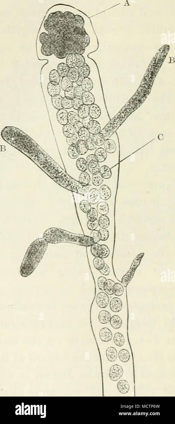 . Fig. :U.âSapkolegnia of Saljion Disease. A Sporangium filled with zoospores, and in connection with them several j'omig mycelial threads. with oval zoospores, C; several young filaments, B, are seen in connection with some of the spores. Besides this method of development, the parasite also reproduces itself in another way, such for example as we may see in the Achlija, which forms a mould around dead or weak flies and &quot; blue-hottles,&quot; ivyberries, &lt;&amp;c. At the end of a filament a cell forms a large round sphere, I Stock Photo