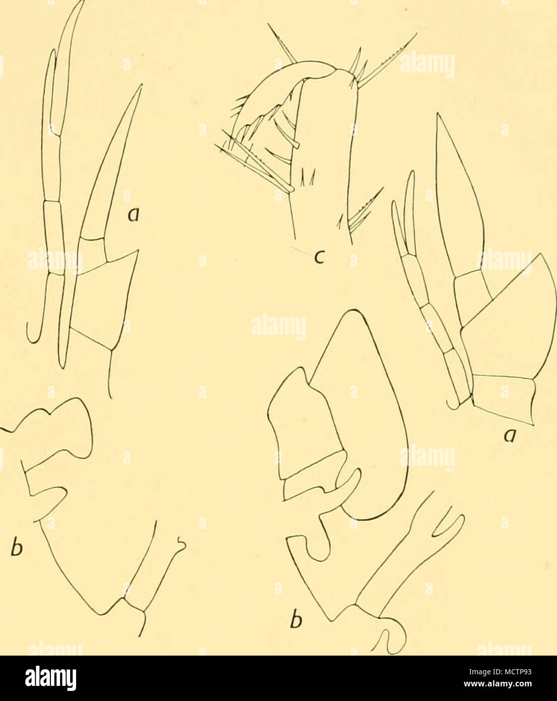 . Stage VIII? Stage IX? Fig. 41. Thetius sp.?, Stages VIII-IX?. a. Antennae. b. Maxilla, etc. c. End of leg i, Stage IV?. Maxillule without palp. Maxilla without setae, not widened in any known speci- mens. Maxillipedes 2 and 3 without exopod. Leg 5 fully developed, with setose exopod (in all known specimens), and seated at a distance from abdomen. Pleopods and uropods greatly delayed in appearance. Only three specimens of this Phyllosoma were taken by the 'Discovery II', at the following stations: St. 691. 0° 25'S, 29° 56'V/. One, 15 mm. St. 1576. 14° 42' S, 42&quot; z2' E. One, 20 mm. St. 15 Stock Photo