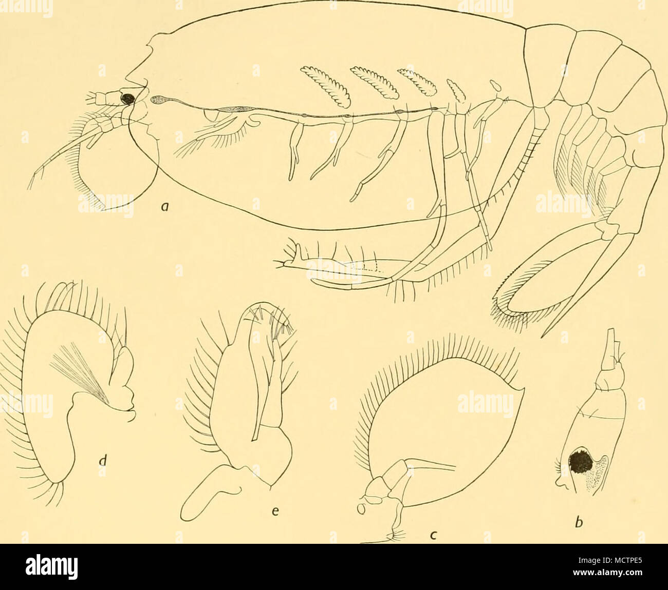. Fig. 13. Amphionides valdiviae, Zimmer. a. Side view. d. Maxilla. b. Eye and antennule. e. Maxillipede i. c. Antenna. Zimmer expressed doubt as to whether the carapace was, in life, broad and flat or cylmdrical; but I feel fairly sure that it was not flattened dorso-ventrally. Posterior margin fringed with hairs; anteriorly with a blunt rostral prominence and a faint median dorsal ridge ending in front in a wedge-like elevation with a small spine in front. Stock Photo