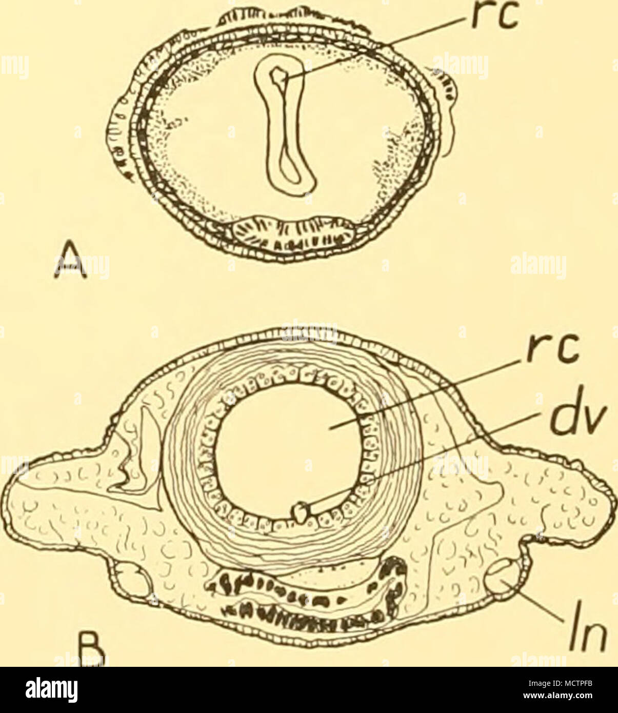 . Fig. 61. Nectonemertes mirabilis, Verrill. Outline sketch showing the form of the body and the position of the gonads, x 7. Fig. 62. Nectonemertes kempi, n.sp. A, transverse section through the brain. B, transverse section through the body. dv, dorsal vessel; In, lateral nerve; re, rhynchocoel. Nectonemertes kempi, n.sp. (Fig. 62). A small worm was collected with Crassonemertes robust a from 0-800 m. at 6°55'N, i5°54'W. It was fixed in corrosive sublimate. No note was made of the colour and form in life. The preserved specimen (N 169) was 7 mm. long and resembled the post-larval stage of a f Stock Photo