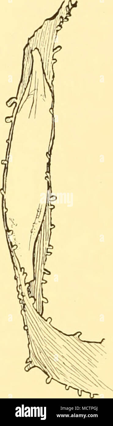 . Fig. 53. Tetrastemma validum, Burger. Mem- branous pouch, open at both ends, attached to a frond of red alga. translucent sheath was found attached. The length was 28 mm., breadth 5-0 mm. The pouch was open at both ends and from one the animal crawled while under observation (Fig. 53)- In several characters this species is similar to Amphiporus michaelseni, Burger, as de- scribed by Joubin (1908), but the four eyes and the internal structure show that its affinities are with Tetrastemma. Tetrastemma weddelli, n.sp. (Figs. 54, 55). One specimen (N 70) was collected at St. 160 between South Ge Stock Photo