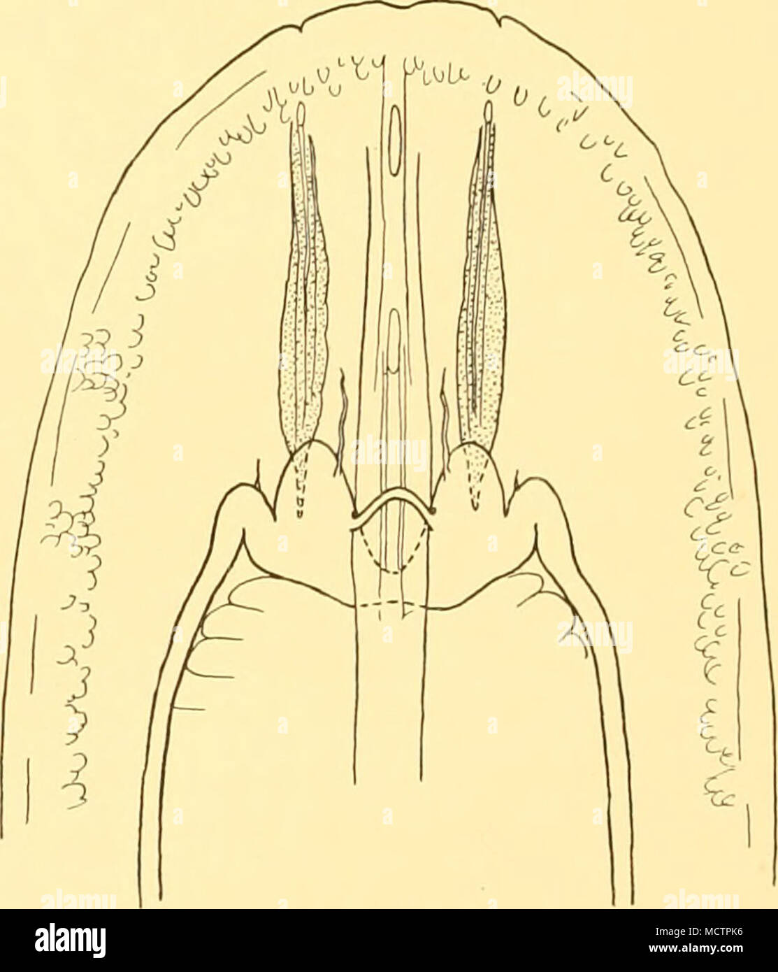 . Fig. 39. Amphipoms moseleyi, Hubrecht. Diagram of the anterior end of the body showing the brain, cerebral organs, cerebral subepithelial glands and the position of the opening of the rhynchodaeum and the opening of the oesophagus into it. Stock Photo