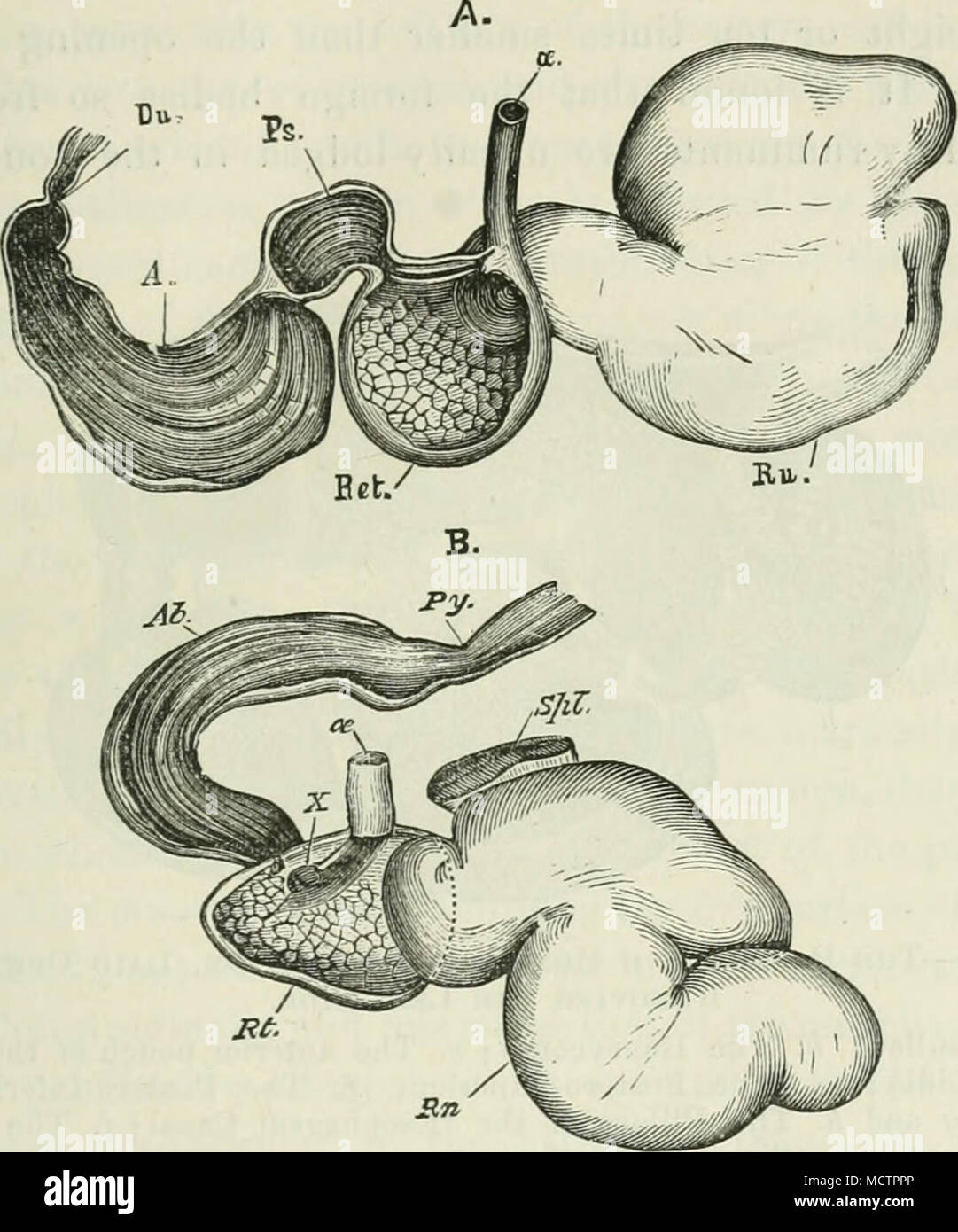 Fig. 7. A. The Stomach of a Sheep. B. The Stomach of a Musk Deer